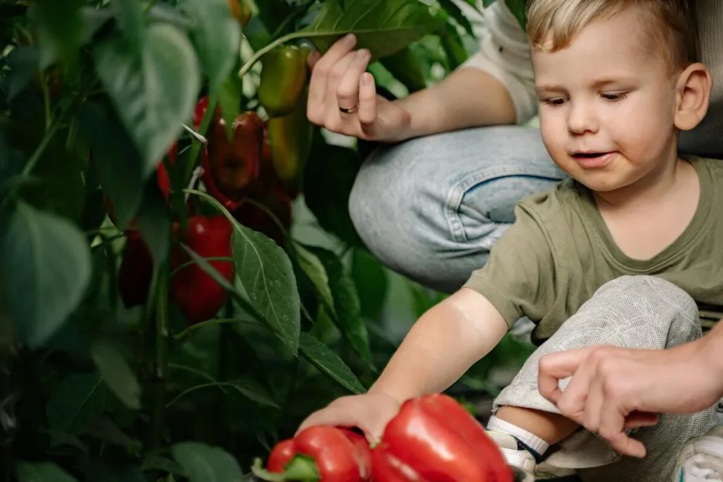 Toddler picking red capsicums from a vegetable garden