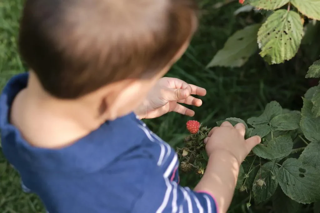 Toddler reaching for berries growing on a plant in the garden
